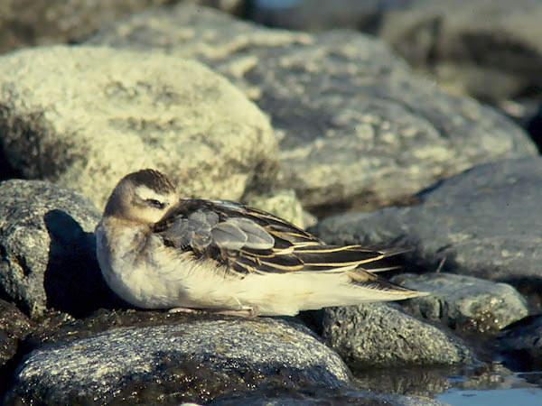 Isovesipääsky, Red Phalarope, Phalaropus fulicarius